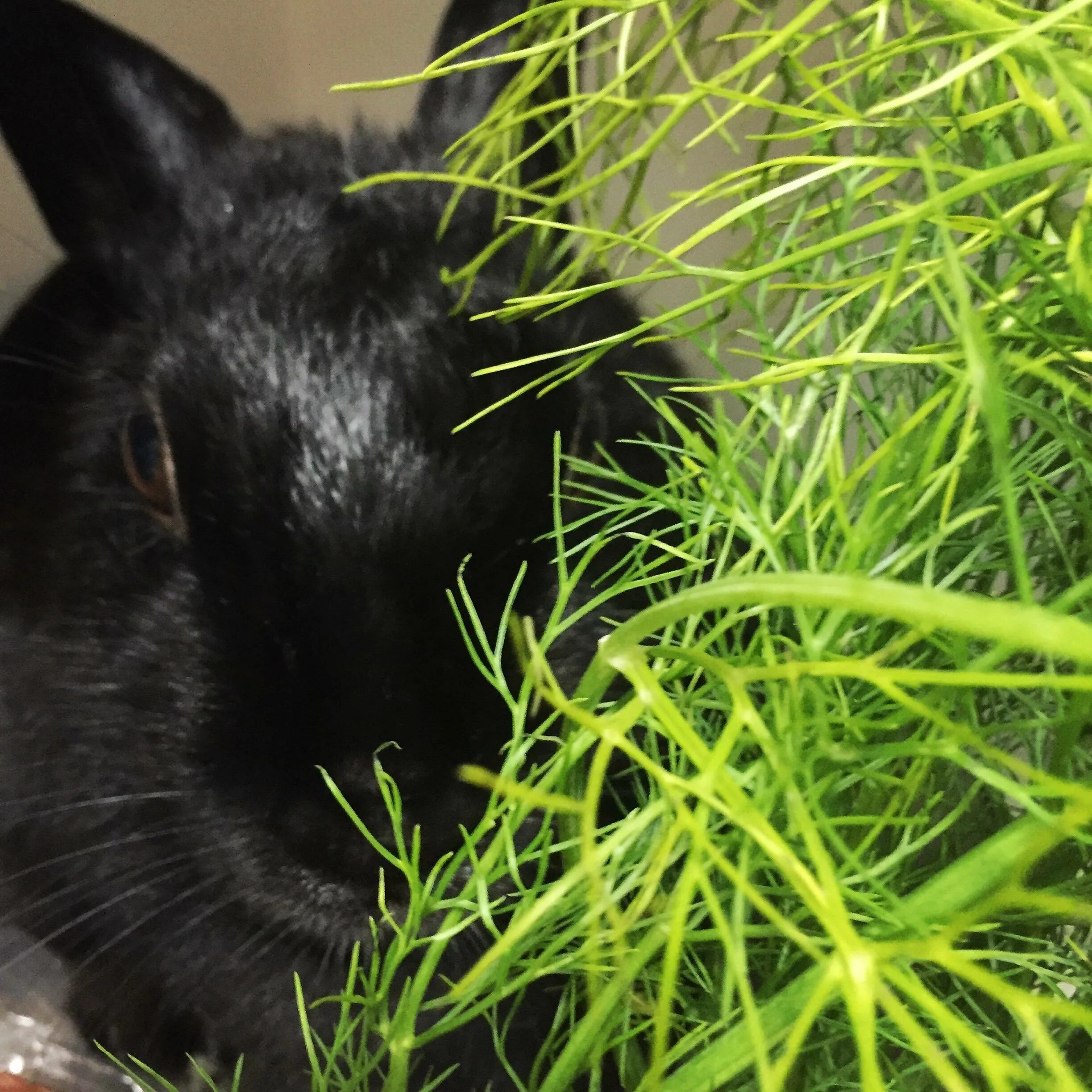 Черный кролик. Черный кролик зелень. Черный кролик с зелеными глазами. Кролик укропчик. Можно кроликам укроп