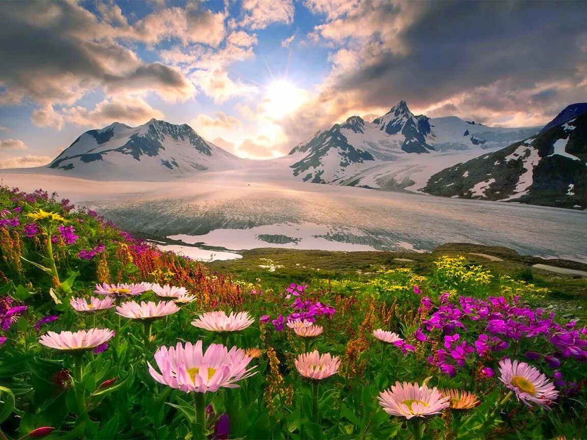 Цветок аляска. Красота природы. Красивый пейзаж. Цветы в горах. Пейзажи с цветами.