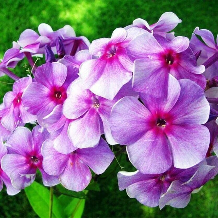 Флокс метельчатый 'Милый Друг' (Phlox paniculata 'Milij Drug') - Северная Флора