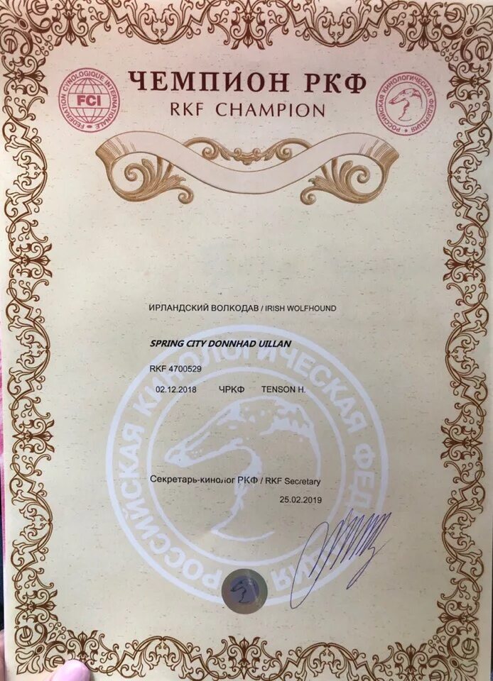 Чемпион ркф как получить. Диплом юный чемпион нкп. Чемпион россии ркф. Диплом юный чемпион россии. Диплом ркф.