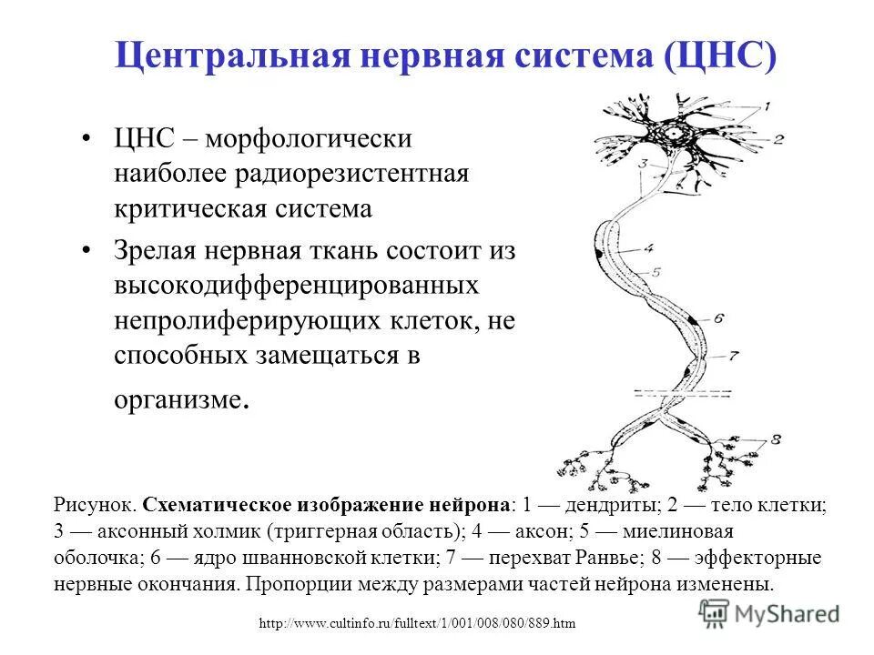 Синтралние нервная система. Какие органы к центральной нервной системы. Схема строения центральной нервной системы головной и спинной мозг. Физиологическое деление нервной системы. Органов нервная система орган системы и функции.