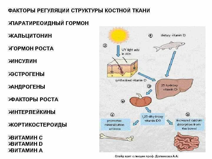 Нарушение кальций фосфорного обмена. Обмен кальция и в костной ткани. Регуляция обмена кальция биохимия. Гидроксиапатит кальция в организме. Обмен кальция в организме схема.