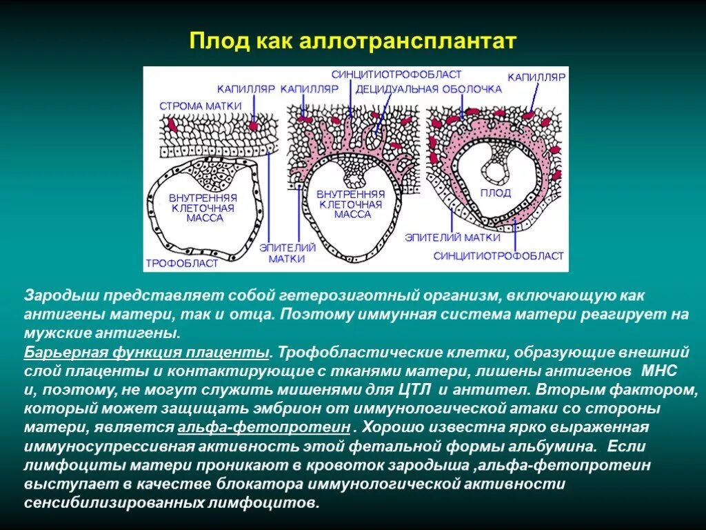 Децидуальные клетки функции. Синцитиотрофобласт. децидуальная оболочка плода. децидуальные клетки плаценты функции. децидуальная оболочка образуется из.