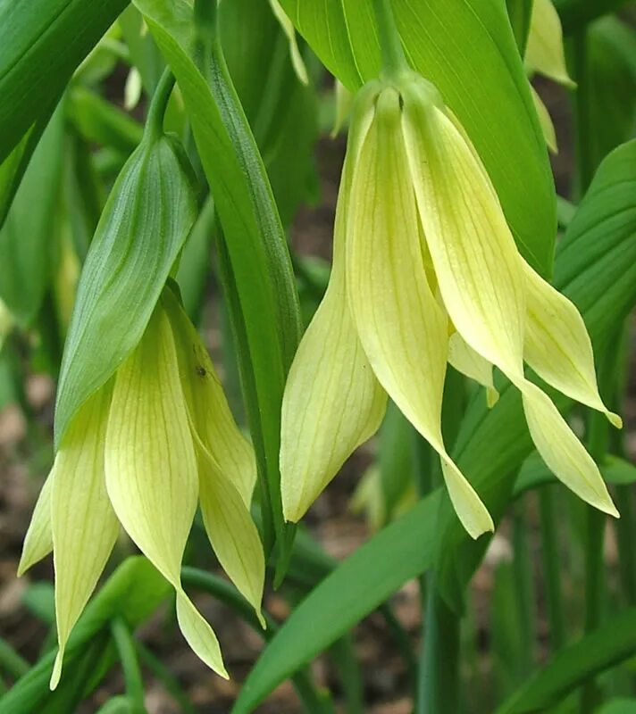 Увулярия grandiflora. Увулярия крупноцветковая (Uvularia grandiflora). Увулярия крупноцветковая Паллида. Uvularia grandiflora pallida (увулярия крупноцветковая pallida).