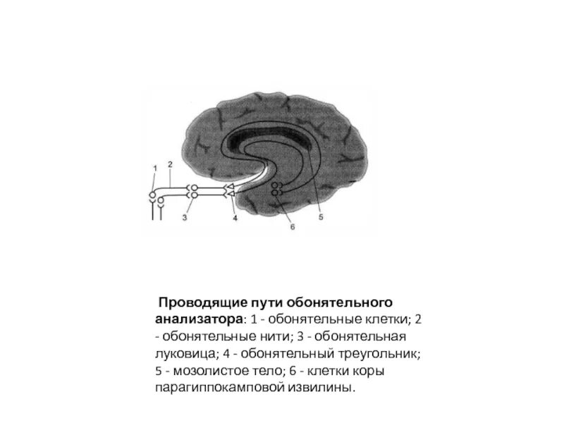 Проводящий путь обонятельного анализатора. Проводящие пути обонятельного анализатора схема. 1. Проводящий путь обонятельного анализатора.. Обонятельный нерв схема пути.