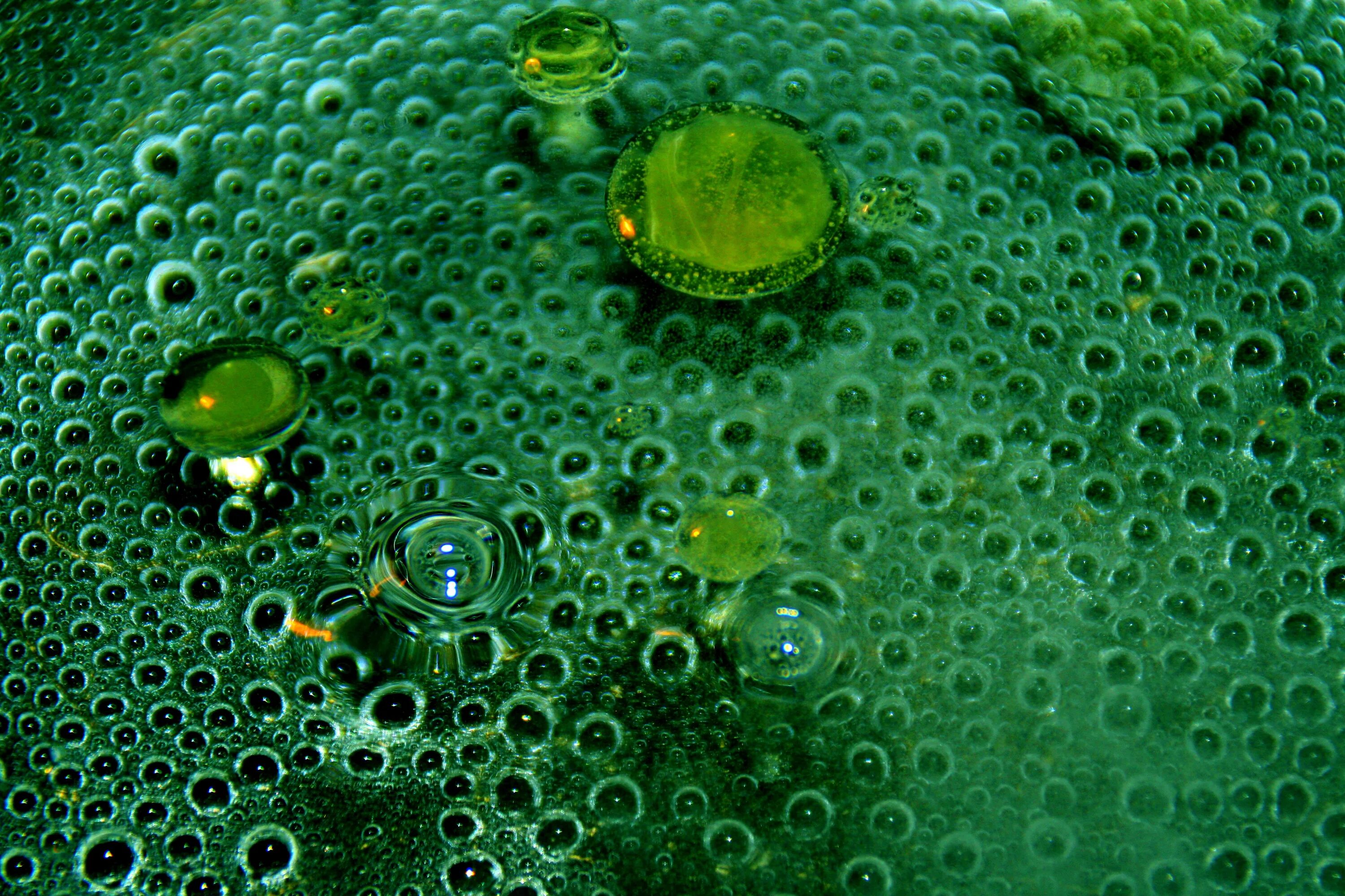 Густые водоросли. Зеленые водоросли хлорелла. Хлорелла цианобактерии. Хлорелла фитопланктон. Хлорелла для пруда.