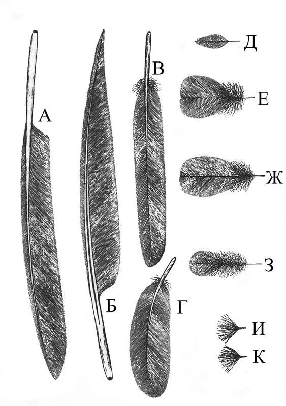 Перья птиц. Разновидности перьев. Перья разных птиц. Маленькие пуховые перья. Сравнение контурного и пухового пера размеры