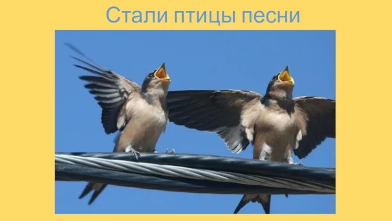Стали птицы песни и. Птицы весело поют. Птицы поют песни. Фото стали птицы песни петь.