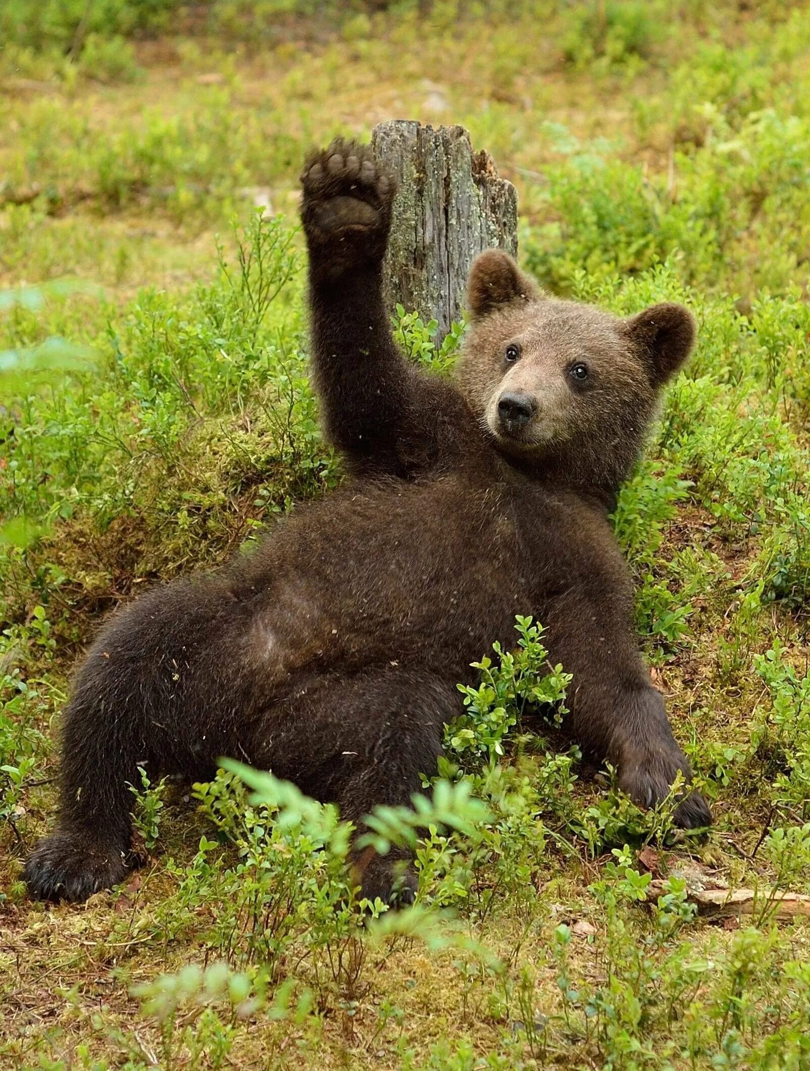 Маленькие картинки медведя. Бурый медведь косолапый. Бурый медведь. Маленький Медвежонок. Бурый Медвежонок.
