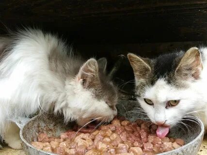 Кот мало ест причина