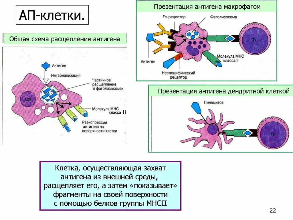 Презентация антигена дендритными клетками. Дендритные клетки Лангерганса. Презентация антигена макрофагами. Презентация антигена иммунология. Клетка способная захватывать