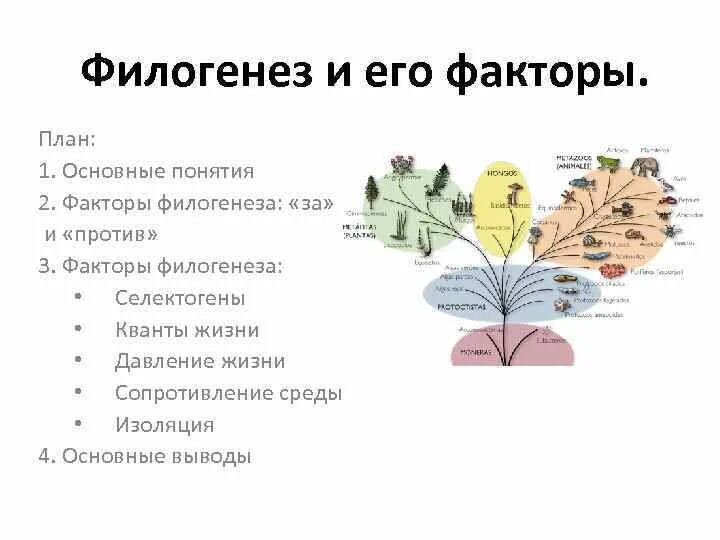 Суть филогенеза. Филогенез. Понятие филогенез. Филогенез это в психологии.