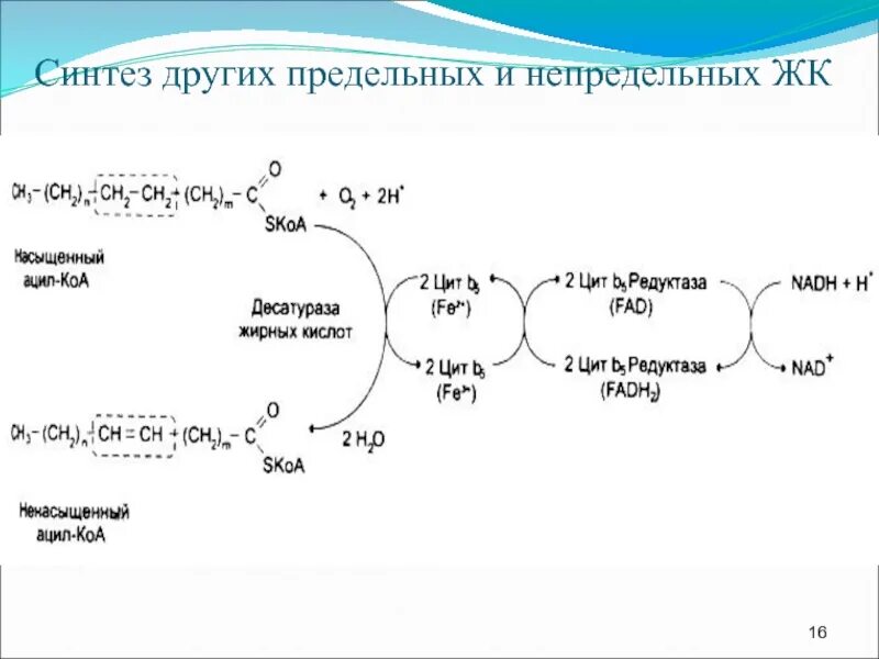 Коа 5. Синтез ненасыщенных жирных кислот. Биосинтеза жирных кислот (предельных и непредельных). Стеарил КОА. Биосинтез предельных жирных кислот.