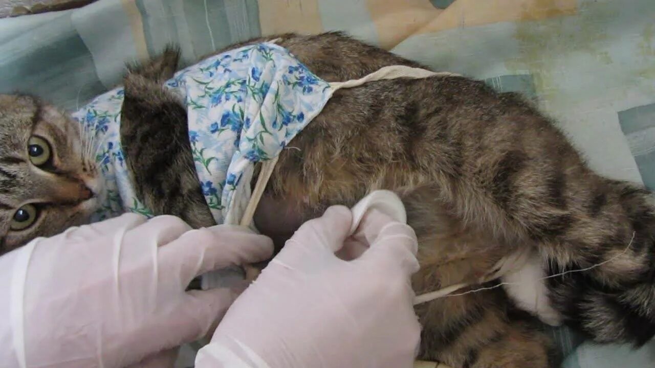 Когда кастрировать котенка в каком возрасте
