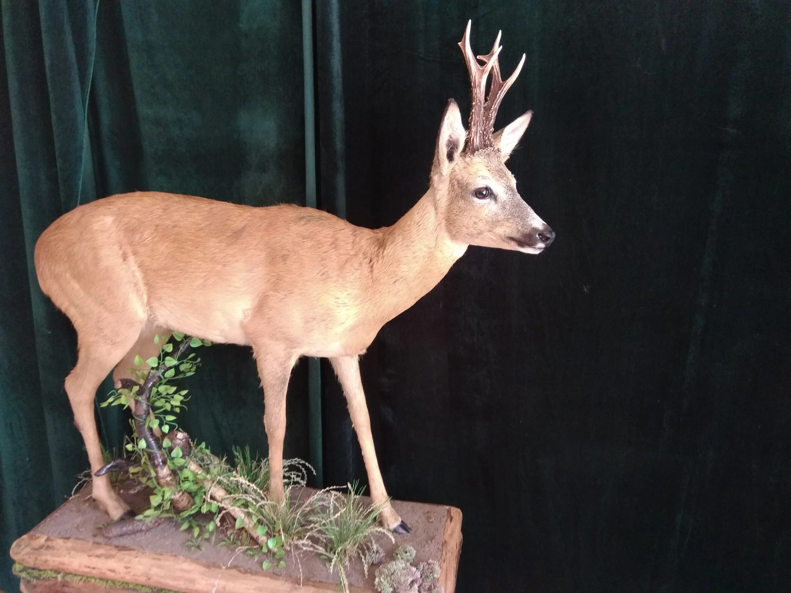 Изготовление чучел животных. Маттео гарроне таксидермист. Звериные чучела охотничий. Трофеи животных на стене. Студия бронзовый медведь таксидермия.