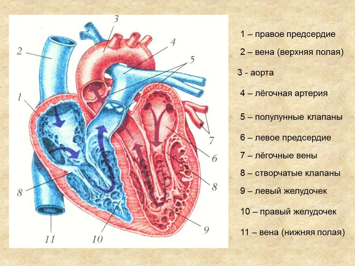 Строение сердца легочная Вена. Правая нижняя легочная Вена. Верхняя полая Вена анатомия сердца. Строение сердца верхняя полая Вена. 3 в левое предсердие впадают