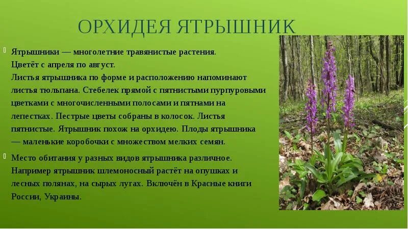 Сообщение о лесных растениях