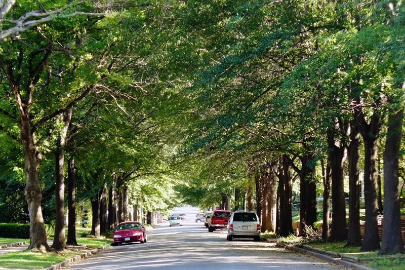 Street trees. Улица с деревьями по краям. Ставропольская улица деревья. Автомобильная улица с деревьями. Теплые страны улицы.