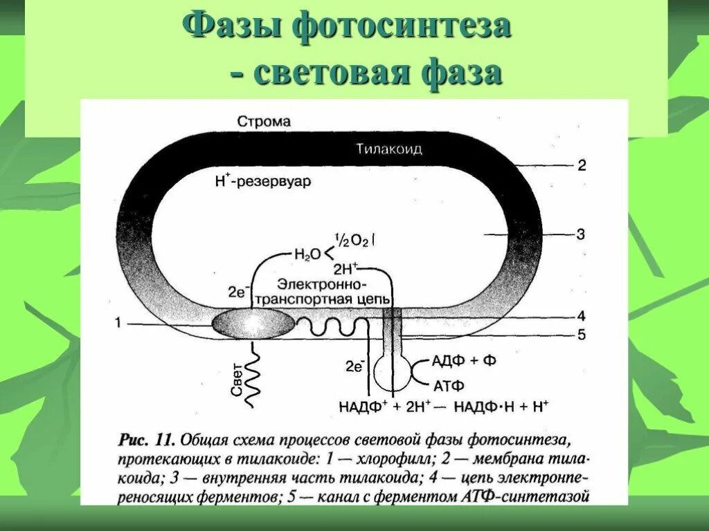 Световая фаза этапы. Световая фаза фотосинтеза схема. Фотосинтез световая фаза тилакоиды. Процесс фотосинтеза световая фаза схема. Фотосинтез световая фаза схема тилакоида.