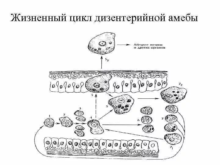 Стадии жизненного цикла дизентерийной амебы. Цикл развития дизентерийной амебы инвазионная стадия. Цикл развития дизентерийной амебы. Жизненный цикл дизентерийной амебы схема. Жизненные формы амебы