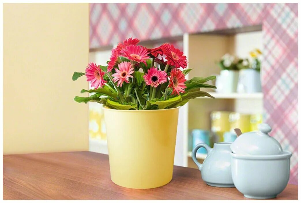 Бегония красная. Цветок в горшке на подоконнике. Цветущие комнатные растения. Примула в горшке. Фото цветов в горшке.