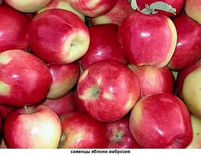 Сорт яблони амброзия отзывы