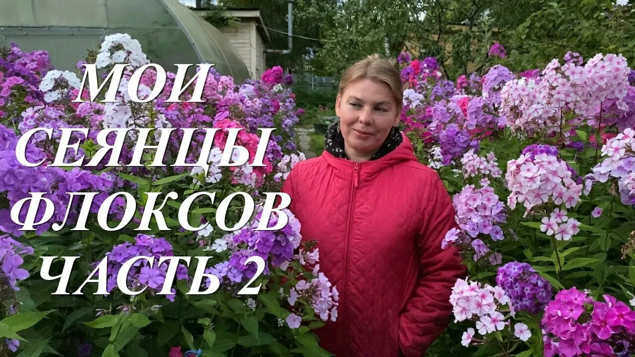 Флокс зильберлакс. Сад флоксов анны калугиной каталог на 2022 год. Сад анны калугиной каталог на 2024. Сад флоксов анны калугиной каталог. Сад флоксов анны калугиной каталог на 2022 год.