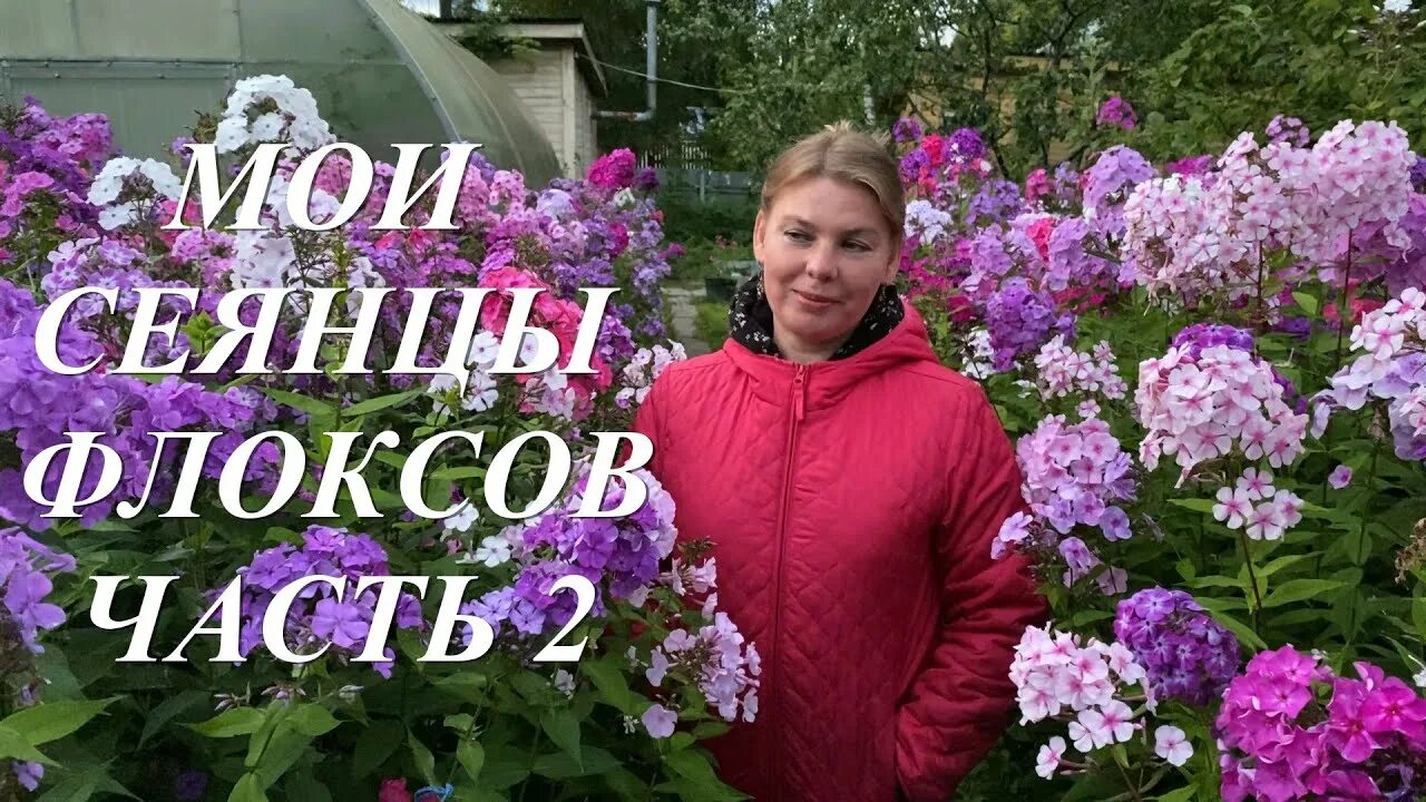 Флокс калугина. Сад флоксов Анны Калугиной.