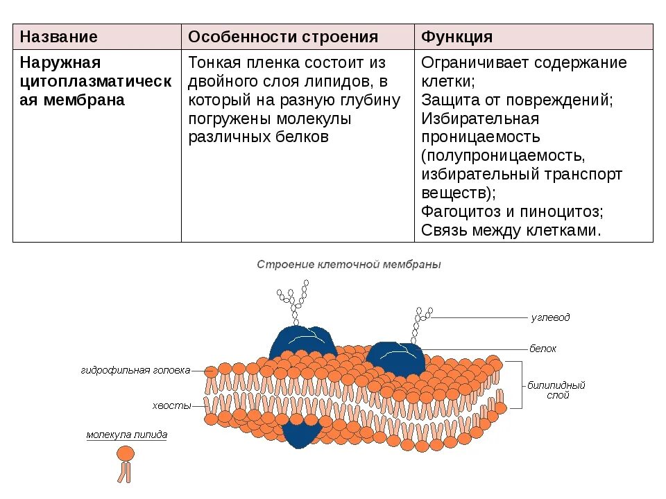 Наружная и внутренняя мембрана клетки