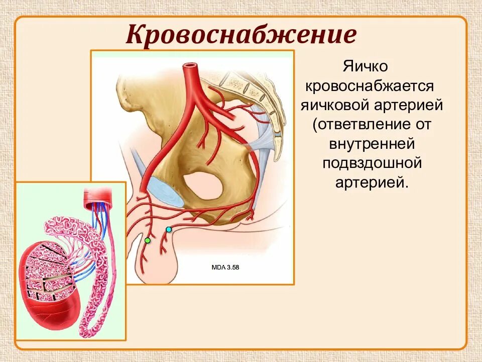 Кровоснабжение яичка схема. Артерии яичка