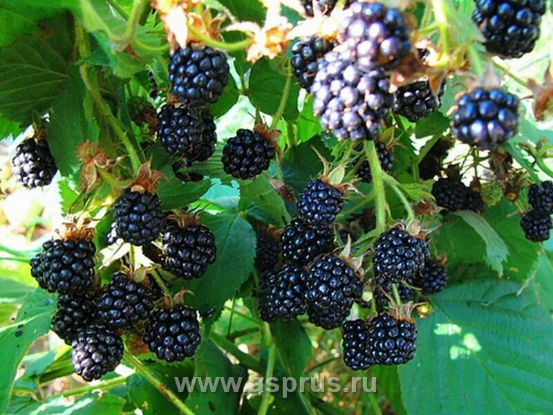 ежевика садовая. ежевика натчез. ежевика пушкин. ежевика пушкин. ежевика пушкин.