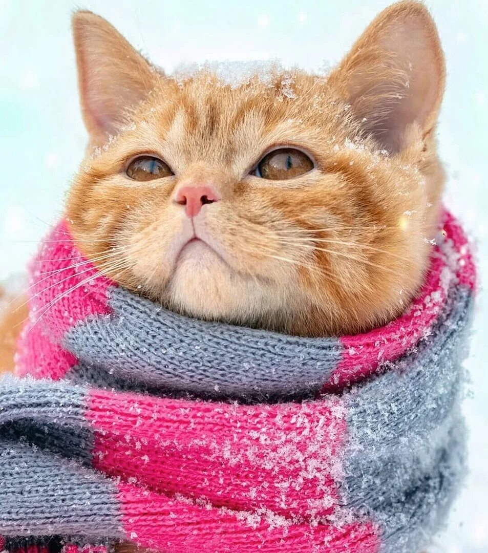 Кот ждет весну. Коты ждут весну. Весну перезимовали. Весну перезимовали. Перезимовать весну.