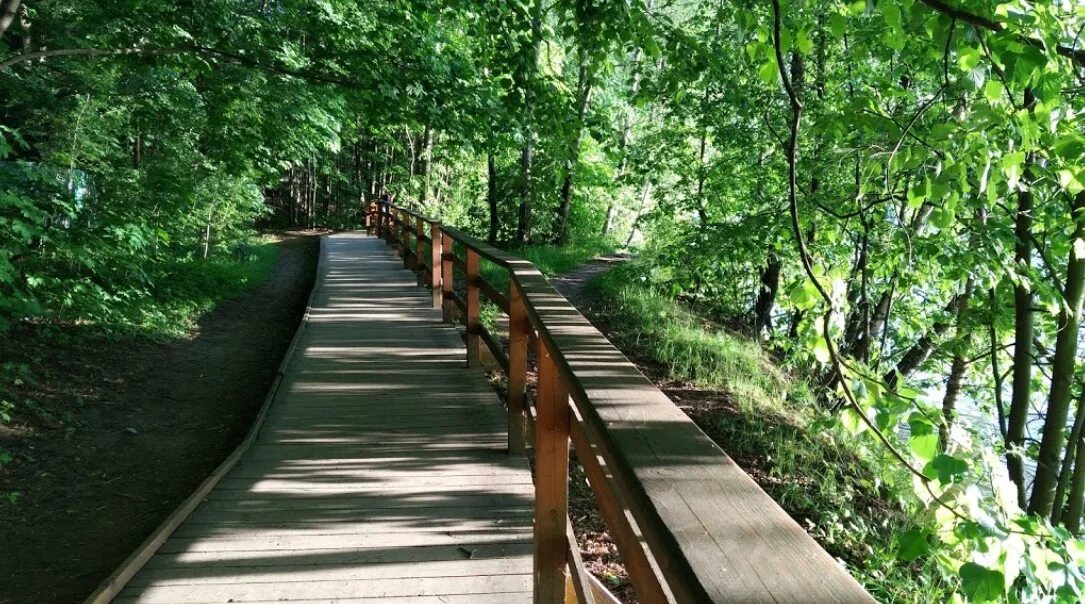 Серебряный Бор экотропа. Эко тропа в Серебряном Бору. Серебряный Бор экологическая тропа. Заповедник серебряный Бор.