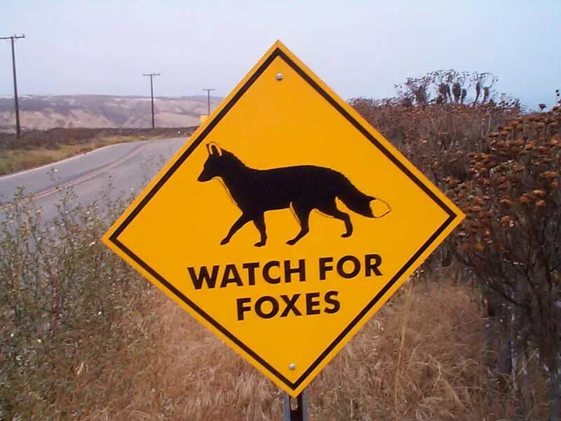 Знак осторожно лиса. Дорожный знак лиса. Осторожно лисы. Знак осторожно лисята. Переведи fox