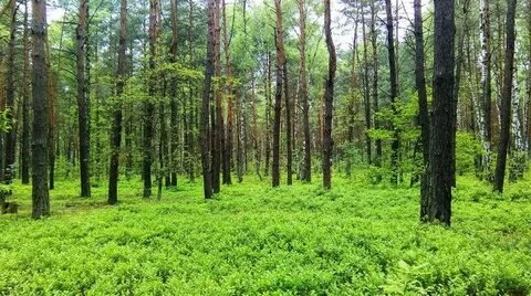 Алғашқы үштік ммф