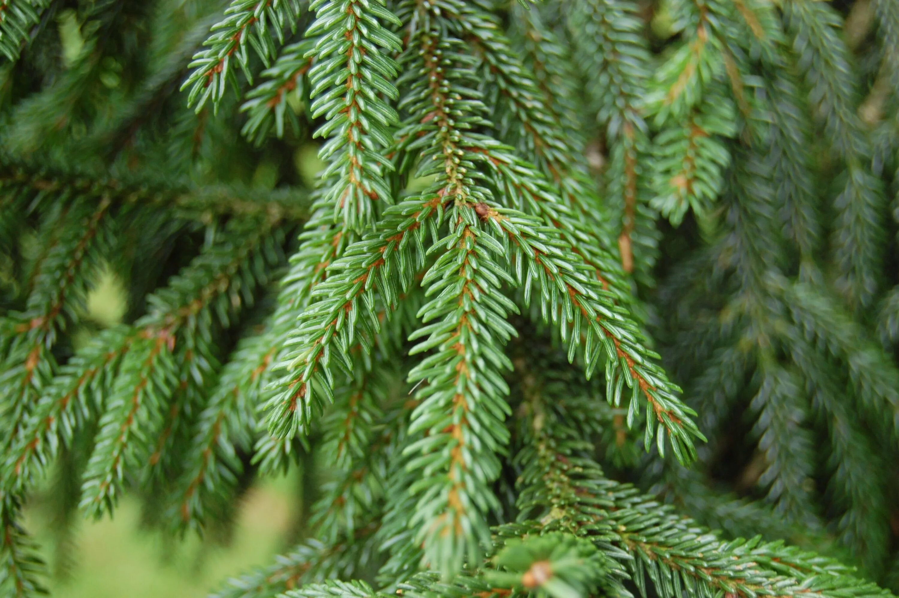 Родственник ели. Ель Восточная (Picea orientalis Barnes) c3 20 - 30. Ель Восточная хвоя. Picea wilsonii. Ель Orient. Aurea.