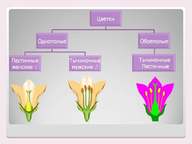 Определи вид цветка. Типы строения цветка. строение цветка опыление. опыление цветка схема. опыление цветка биология.