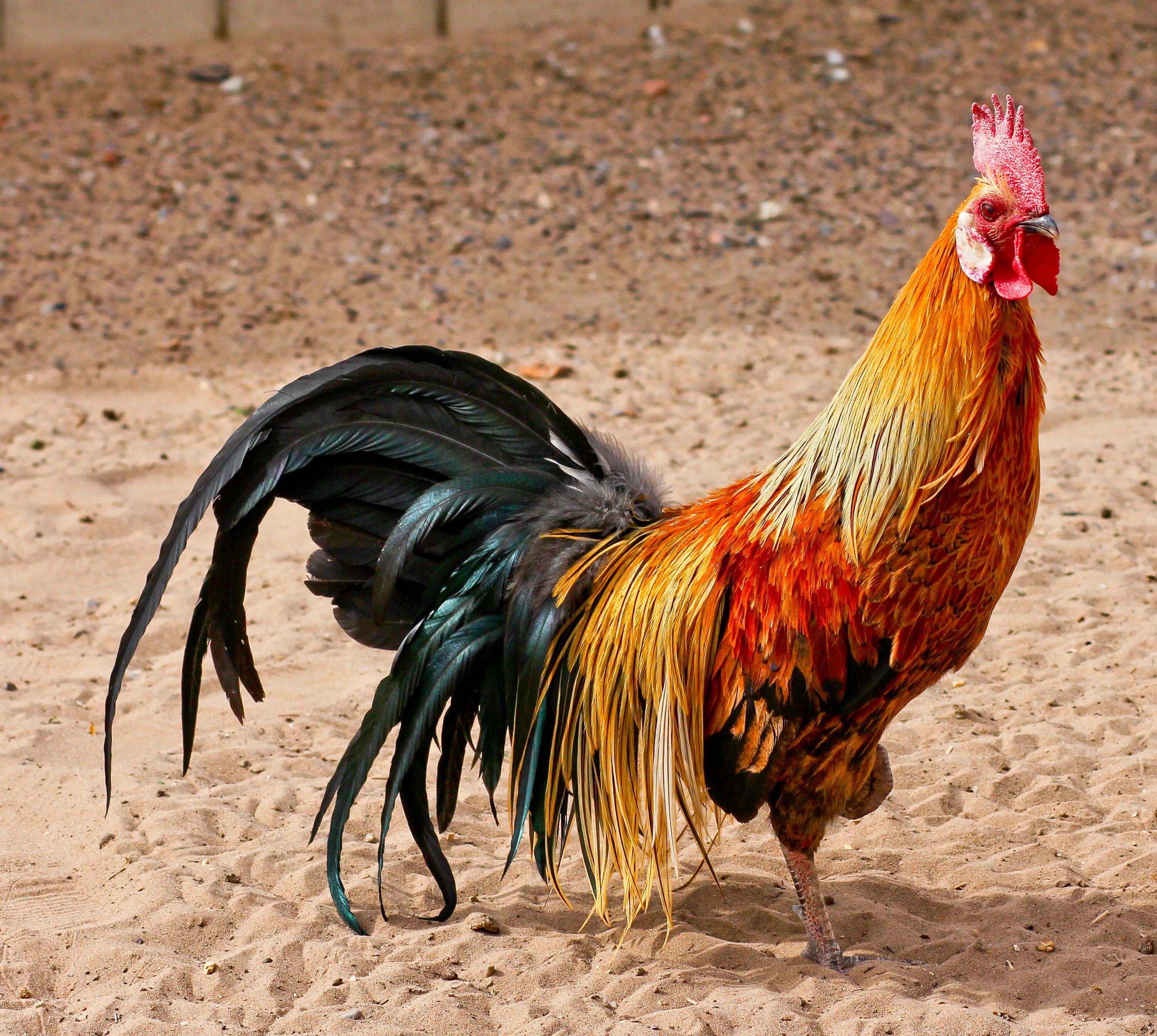 Феникс 2012. Horoz Solaris. Петух Феникс. Bantam Rooster. Хороз Кабло.