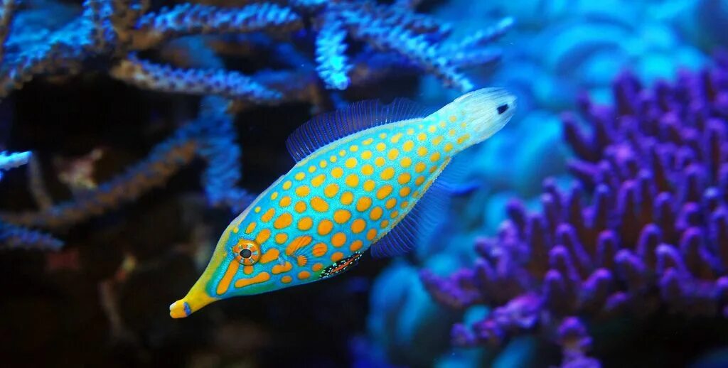 Аквариумные рыбки на дне. Oxymonacanthus longirostris. Арлекин Filefish. Orange spotted Filefish. Оксимонакант длиннорылый, m /Oxymonacanthus longirostris.