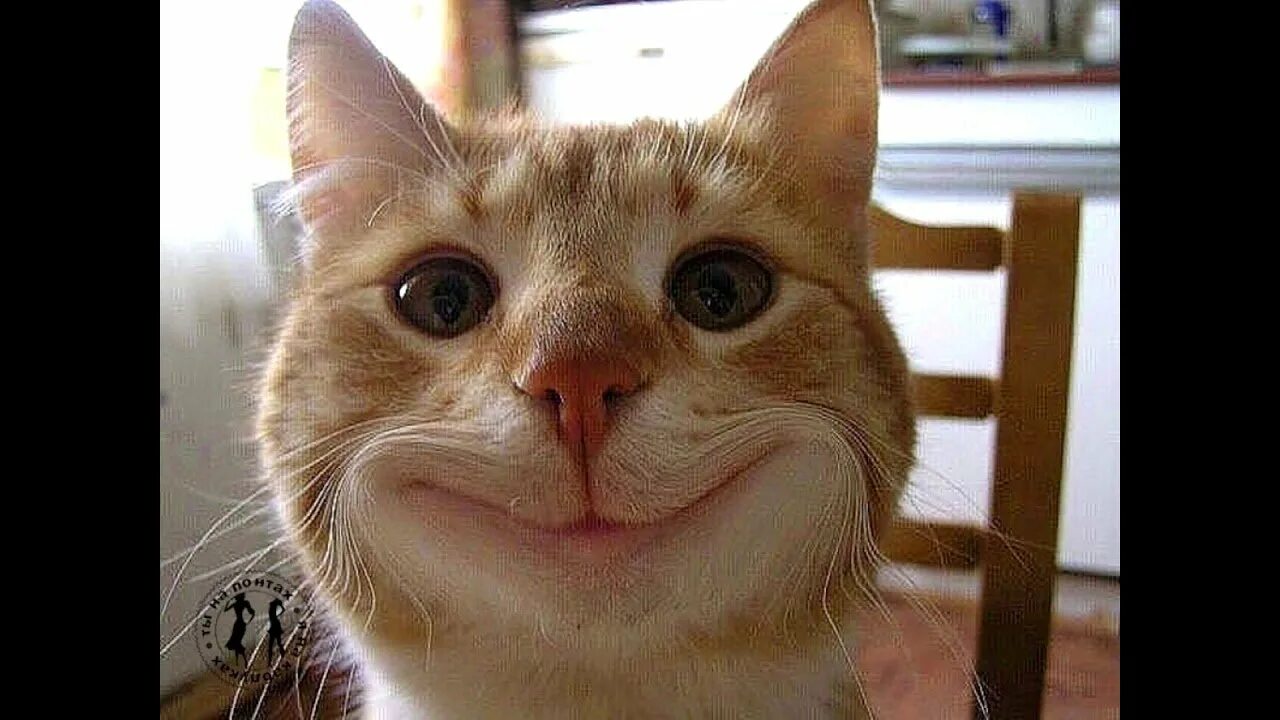 Ржачные коты мемы