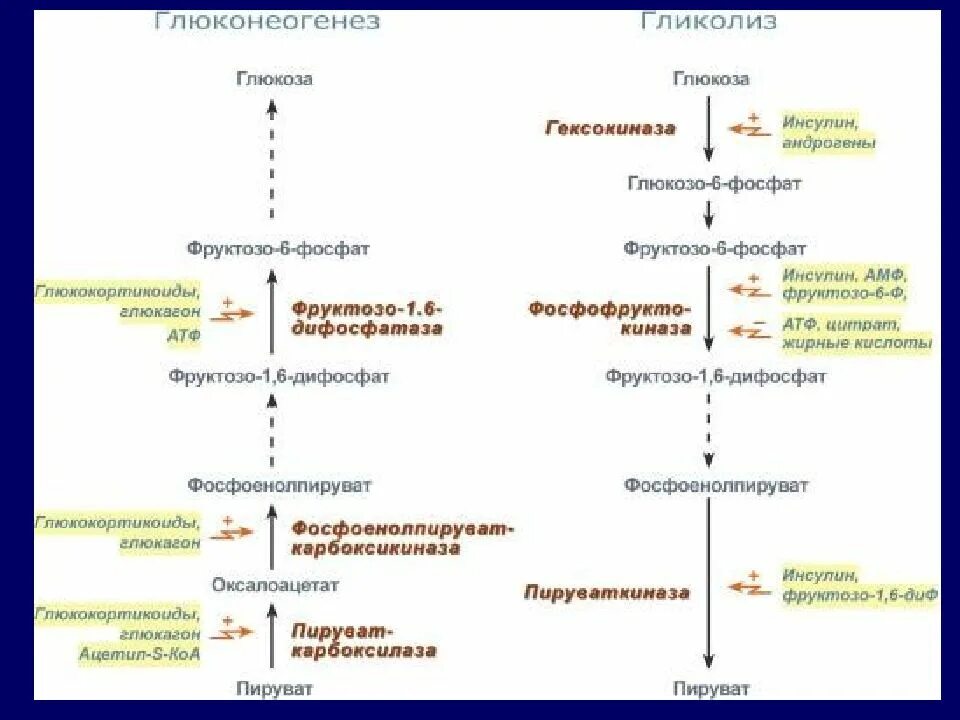 Механизм кори. Гликолиз и глюконеогенез биохимия. Синтез гликолиза биохимия. Глюконеогенез схема с ферментами. Регуляция гликолиза и глюконеогенеза схема.