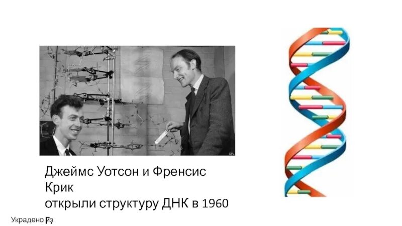 Модель структуры днк уотсона и крика. Фрэнсис крик и джеймс уотсон, 1953г.. джеймс дьюи уотсон и фрэнсис крик. джеймс уотсон и фрэнсис крик днк. дж уотсон структура днк.