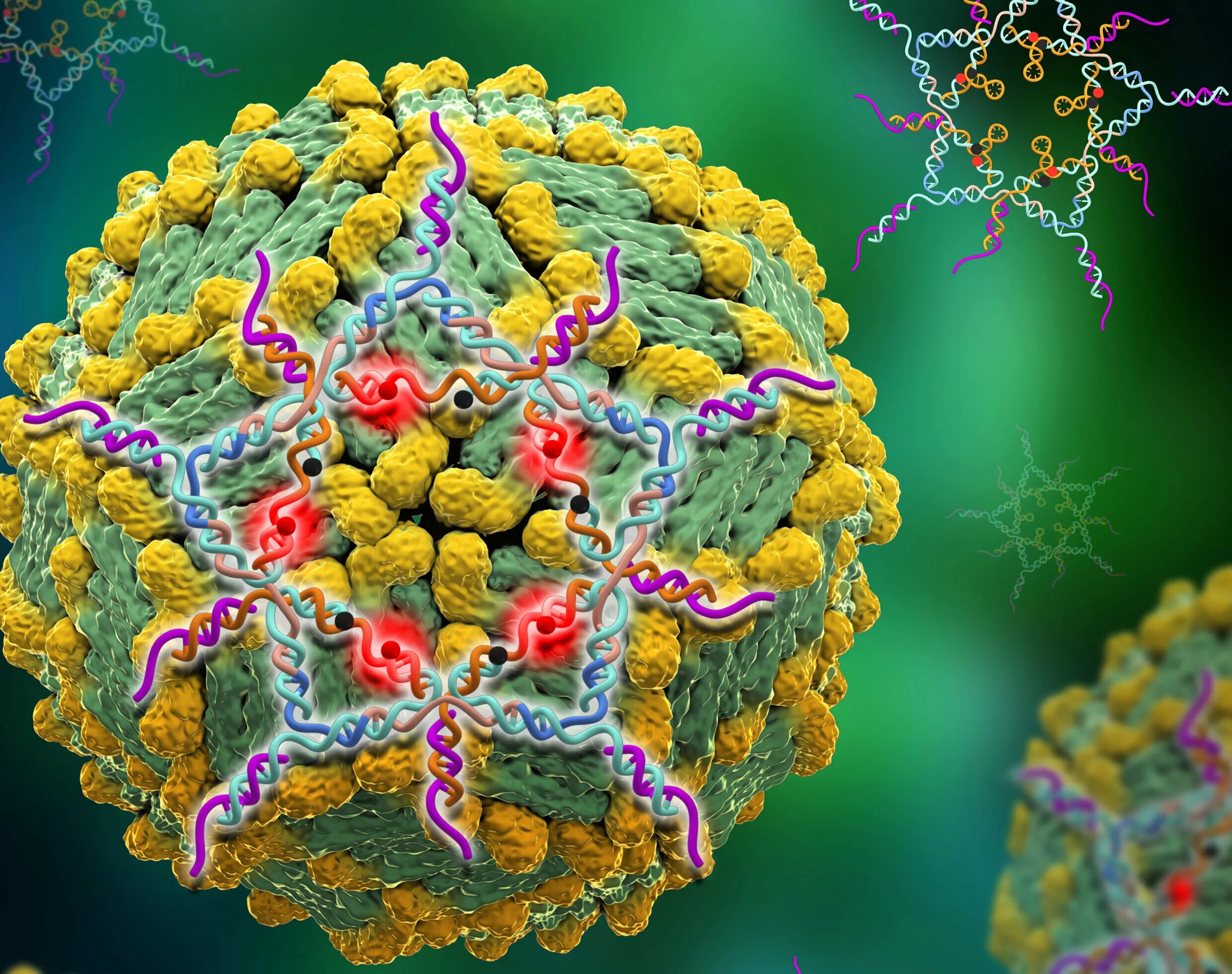 The virus can be. Арбовирусы. Вирусная Тропическая лихорадка. Объемные вирусы.