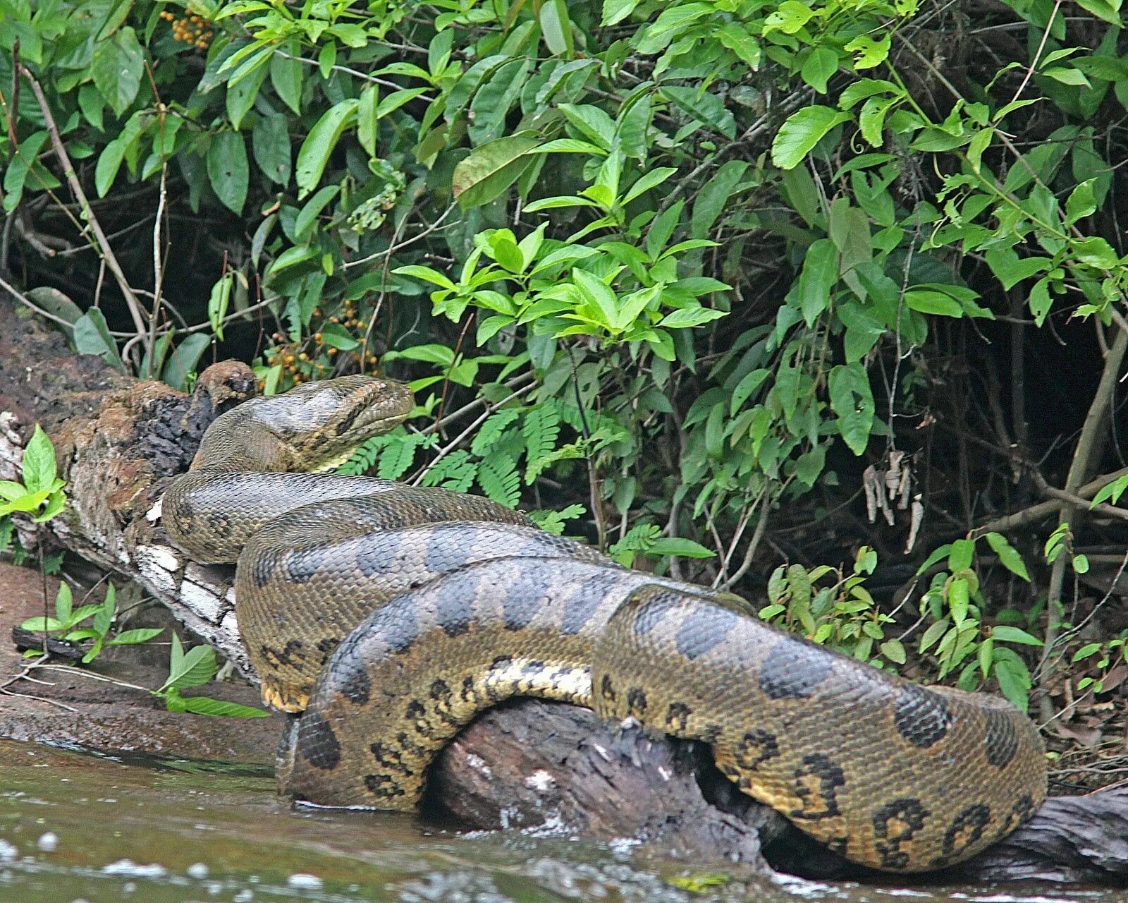 Водяной удав Анаконда. Зеленая Анаконда (eunectes murinus).