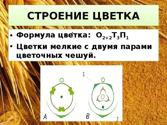 Злаковые формула цветка и диаграмма. Диаграмма цветка злаковых. Семейство злаковые диаграмма цветка. О(2)+2т3п1. Формула о3 3т3 3п1