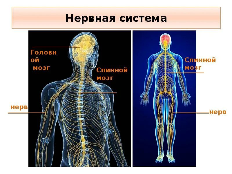 Нервная система состоит из нервных узлов. Нервная система человека. нервные узлы человека. строение нервной системы человека. организм человека нервная система.