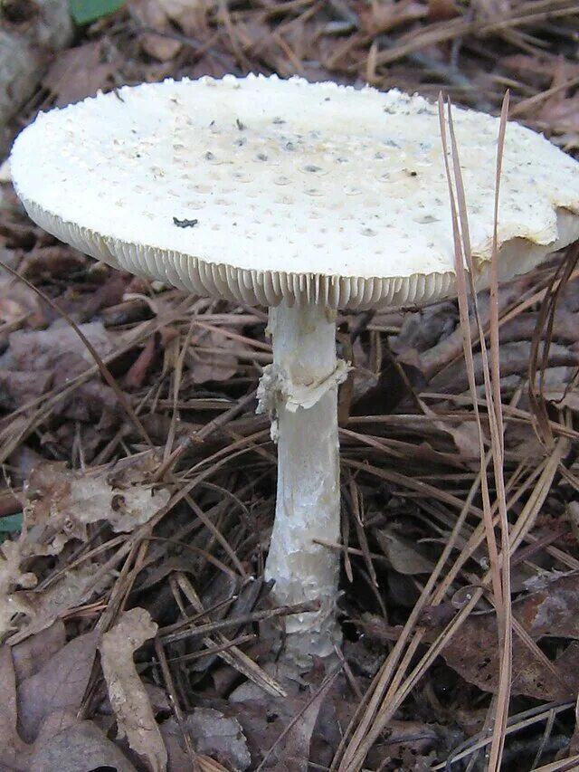 Amanita smithiana. Мухомор пантерный. мухомор виттадини (amanita vittadinii). пантерный гриб. аманита гриб.