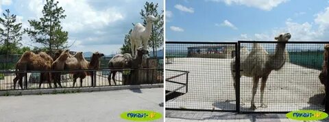 Как добраться до тайган парка