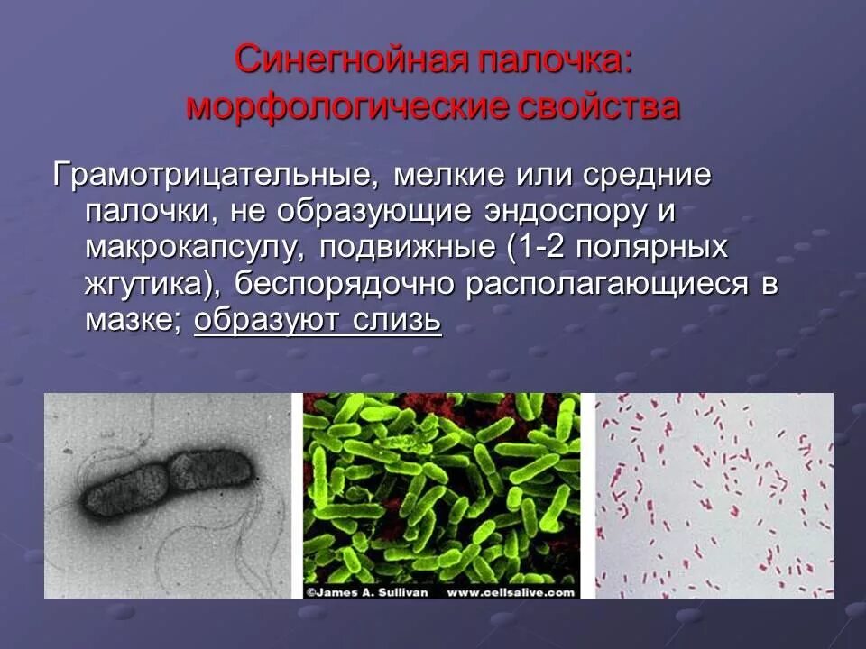 Инфекция синегнойной палочки. Синегнойная палочка возбудитель инфекций. Среда обитания синегнойной палочки. Синегнойная палочка среда обитания.