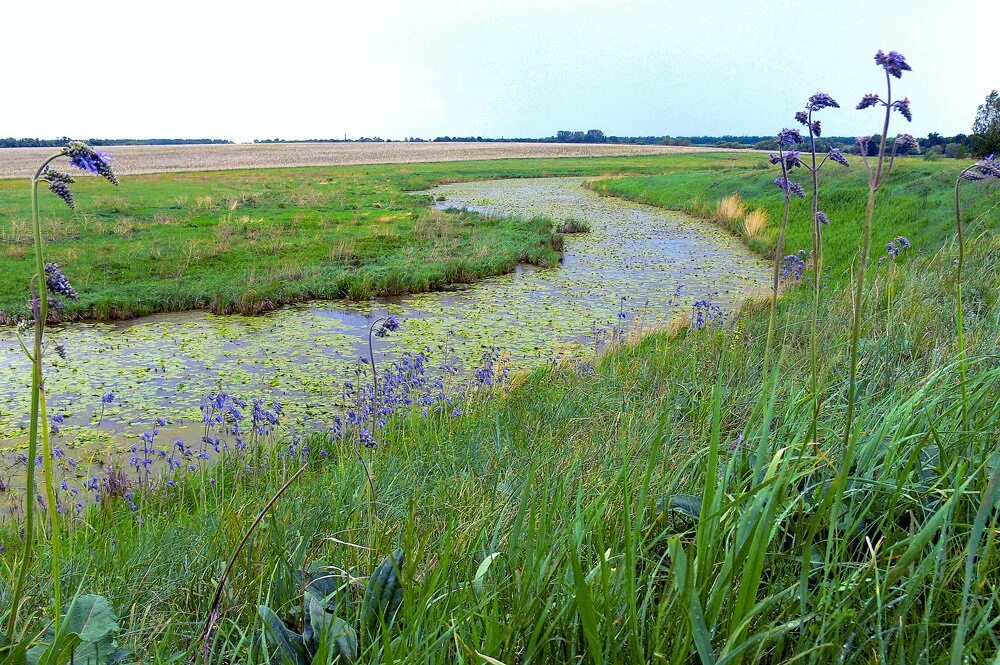 Стихотворение река раскинулась блок. Красивые цитаты про реку. Блок река раскинулась течет грустит лениво. Река раскинулась берега. Река раскинулась берега.